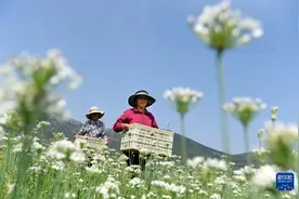 山东沂源：韭花盛开采收忙图片