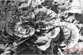 朵朵灵芝撑开“致富伞”图片