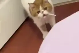 猫咪捡起香烟叼在嘴里玩，行云流水的操作惊呆主人图片
