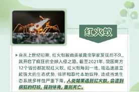 注意！这些外来入侵物种要警惕图片