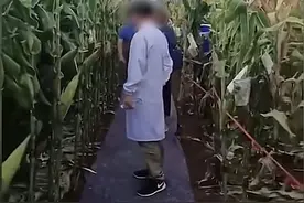 专家踩地毯考察玉米地？会务组：并非地毯，系雨后防滑铺的土工布图片