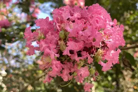 大城名园 万物和谐｜原来你是这样的“夏”紫薇图片