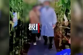专家脚踩地毯下玉米地？贵州农科院辟谣：并非地毯，网传消息不实图片