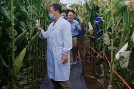 领导、专家脚踩“地毯”走玉米地？不要好心给人挖坑图片