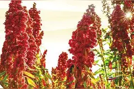 山西静乐：中国藜麦之乡竞风流图片