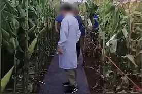 专家脚踩“地毯”观察玉米，田间地头不是形式主义秀场 | 快评图片