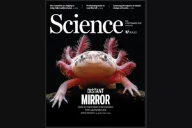 探究“六角恐龙”脑再生之秘，华大重构其脑再生时空图谱登上《科学》封面图片