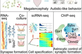 北京生科院等揭示转录因子NPAS3调节星形胶质细胞发生及其在自闭症样行为中的作用机制图片