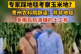 快评丨专家踩地毯考察玉米地？不脱离实际就不怕舆论“挑剔”图片
