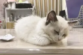 多名顾客在同一家店买宠物猫 短期内出现猫瘟症状并死亡！消费者如何维权？图片