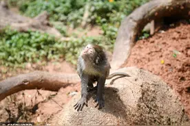 广东广州：猕猴戏水 清凉一“夏”图片