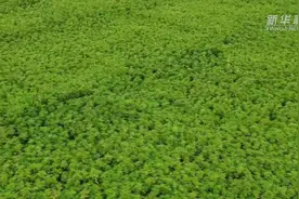 新华全媒+｜黑龙江孙吴县：9万亩汉麻喜获丰收图片