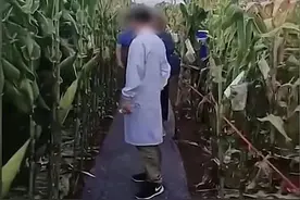 农业专家脚踩地毯下玉米地？贵州农科院回应图片