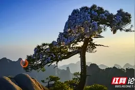 三清山悬崖绝壁上的岩松，欢迎着远来的客人图片