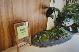 在云南种咖啡，如何打出一片天？图片