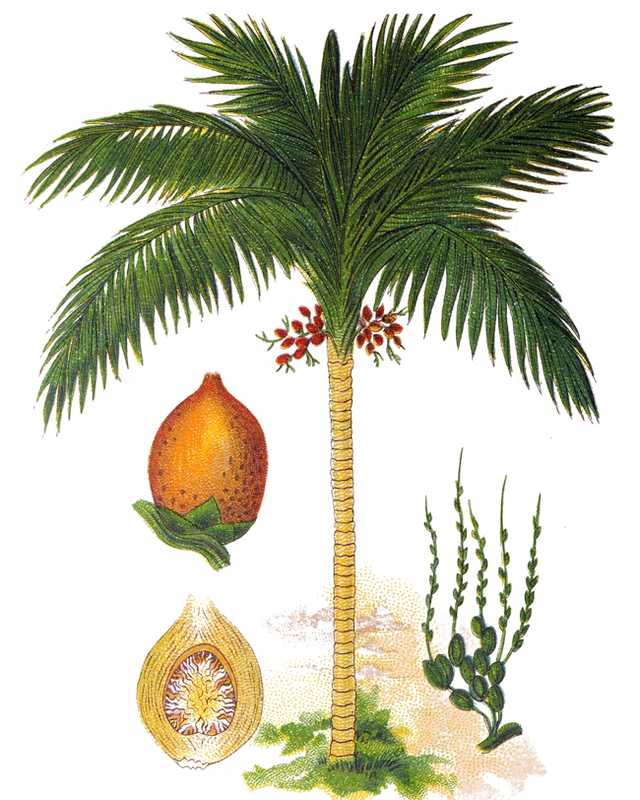 从药品到瘾品，槟榔在中国的流行史