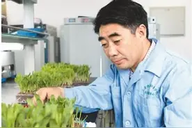 强壮玉米“中国芯”图片