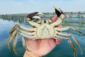 阳澄湖大闸蟹或将缺席中秋餐桌 蟹卡市场水有多深？图片