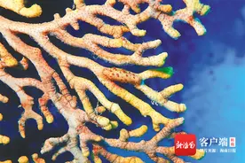 海南周刊 | 带你走进海洋，揭开“海贝”的秘密图片