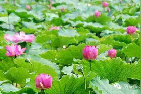 杨晓奕｜|看荷图片