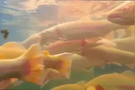 温泉县的金鳟鱼，想来尝尝吗？图片