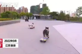 超可爱！两只宠物狗玩滑板技巧娴熟引围观图片