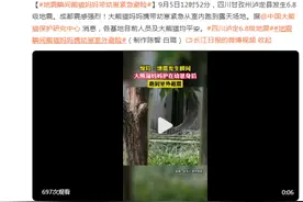 惊险！地震瞬间，熊猫妈妈带幼崽紧急避险图片