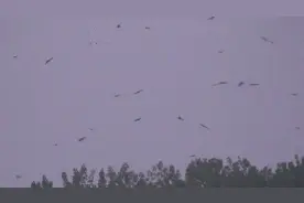 数百老鹰在南京滨江上空聚集，资深自然摄影师：几乎每年都有聚集图片