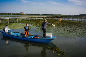 中秋节吃得到大闸蟹不？受高温影响，阳澄湖的要等，重庆高海拔螃蟹“逃过一劫”图片