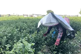 美丽致富的茉莉花！探横州茉莉花产业发展“密码”图片
