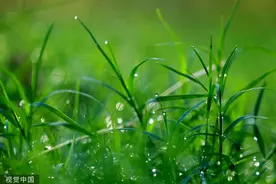 江苏淮安：白露时节 晨露似珍珠晶莹剔透图片