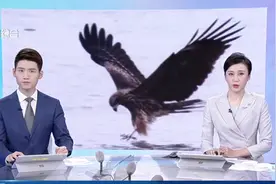 老鹰集体上空盘旋，南京出现“反常”现象？