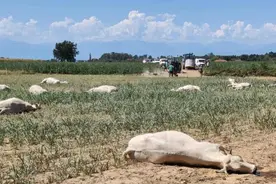 热浪侵袭之下，欧洲政客在空调间里“汗流浃背”图片