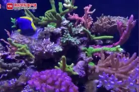 133株石珊瑚交由北海市海底世界收容！竟是国家二级保护动物图片