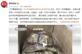 不要随意放生！外来龟疑因体型巨大被弃养图片