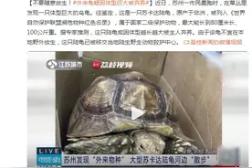 不要随意放生！外来龟疑因体型巨大被弃养图片