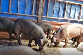 “好好读书，奖励小猪”，云南一乡村小学支教老师给学生带20头小猪作奖品图片