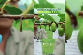 酸酸甜甜的奇异莓云南也有图片