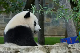 50年前，旅美大熊猫的“明星”生活图片