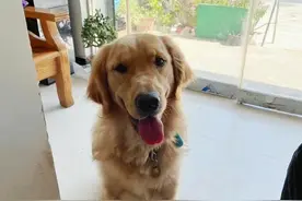 宿州一导盲犬被人“顺走”训练基地：已平安回家图片