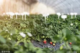 “红颜草莓”身价10年翻4倍，不仅仅因为有一个好听的名字｜寻找中国果王③图片