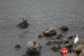 奇！长江岸边有成群甲鱼乱爬图片