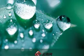 涨知识！露珠并不白，为什么要叫“白露”？图片