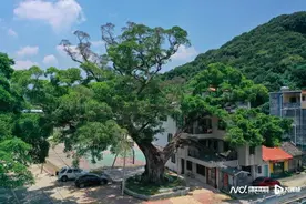 1200岁老榕树“伸进”房子里，主人与树和谐共处图片