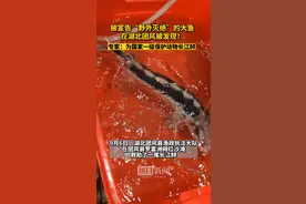 被宣布“野外灭绝”的大鱼在湖北团风被发现！为国家一级保护野生动物长江鲟图片