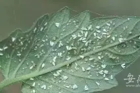蚌埠飘飞大量“小白蛾”图片