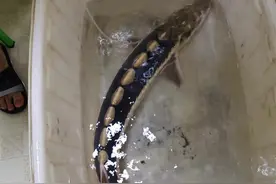 被宣布“野外灭绝”的大鱼在湖北团风被发现！为国家一级保护野生动物长江鲟图片