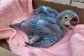 北京野生动物园首次成功人工孵化金刚鹦鹉图片