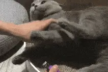 为什么你爸妈养的猫总是更乖一些？图片