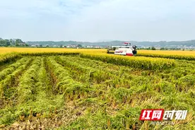 亩产1158.8公斤！隆平高科超级稻“玮两优8612”再创单产纪录图片